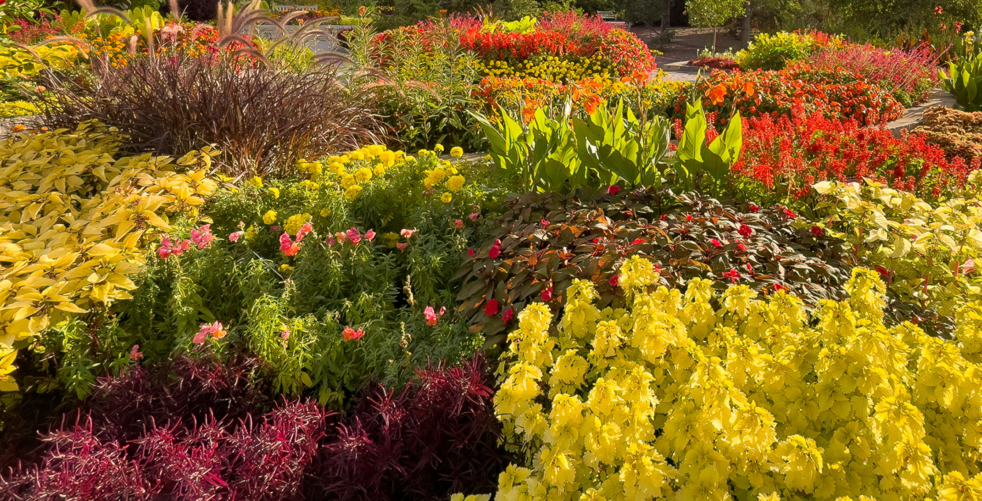 A lush garden filled with vibrant red, pink, and yellow flowers, creating a colorful landscape