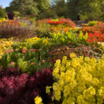A lush garden filled with vibrant red, pink, and yellow flowers, creating a colorful landscape