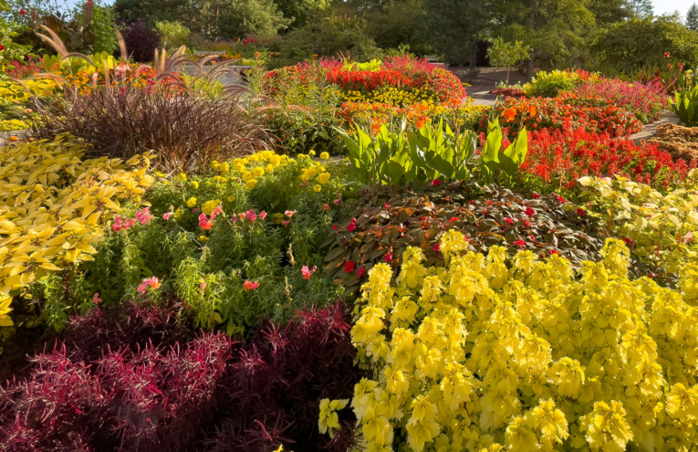 A lush garden filled with vibrant red, pink, and yellow flowers, creating a colorful landscape