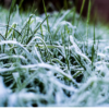 Morning frost covering the grass, creating a frosty, wintery landscape.