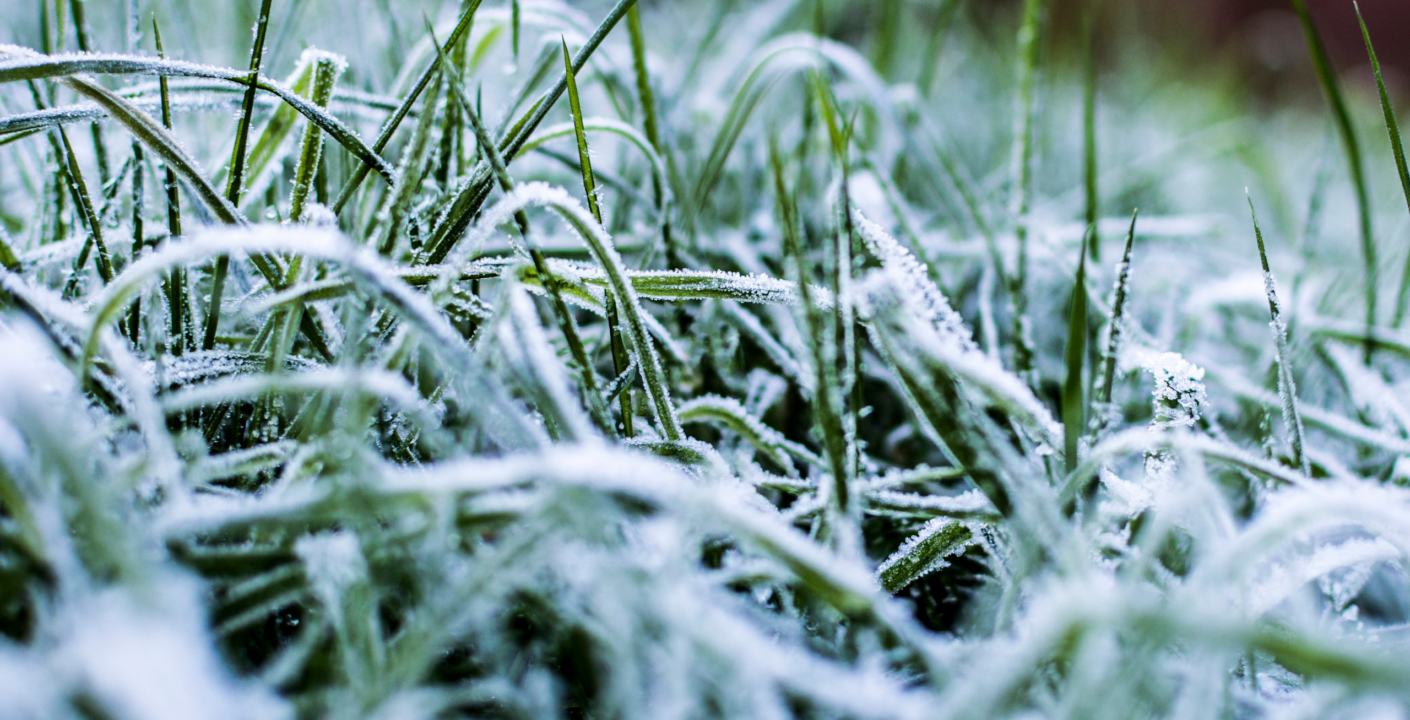 Morning frost covering the grass, creating a frosty, wintery landscape.