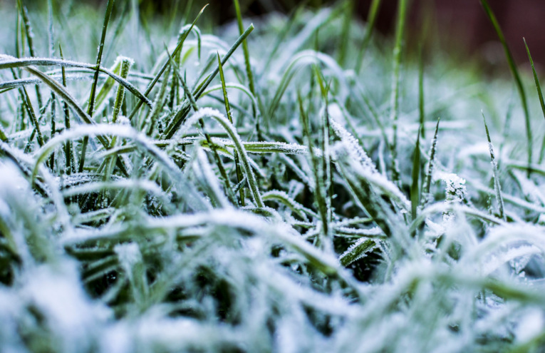 Morning frost covering the grass, creating a frosty, wintery landscape.
