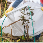 Maintenance team covering a bush with a protective frost cover to shield it from winter cold