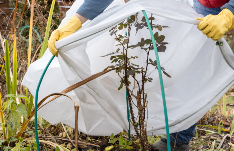 Maintenance team covering a bush with a protective frost cover to shield it from winter cold