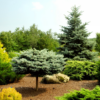 Lush Garden Filled with Various Evergreen Trees, and Brown Mulch