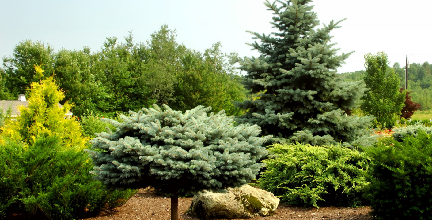Lush Garden Filled with Various Evergreen Trees, and Brown Mulch
