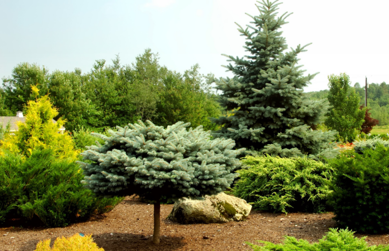 Lush Garden Filled with Various Evergreen Trees, and Brown Mulch